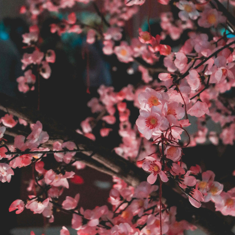 Bougie "Fleur de Sakura"