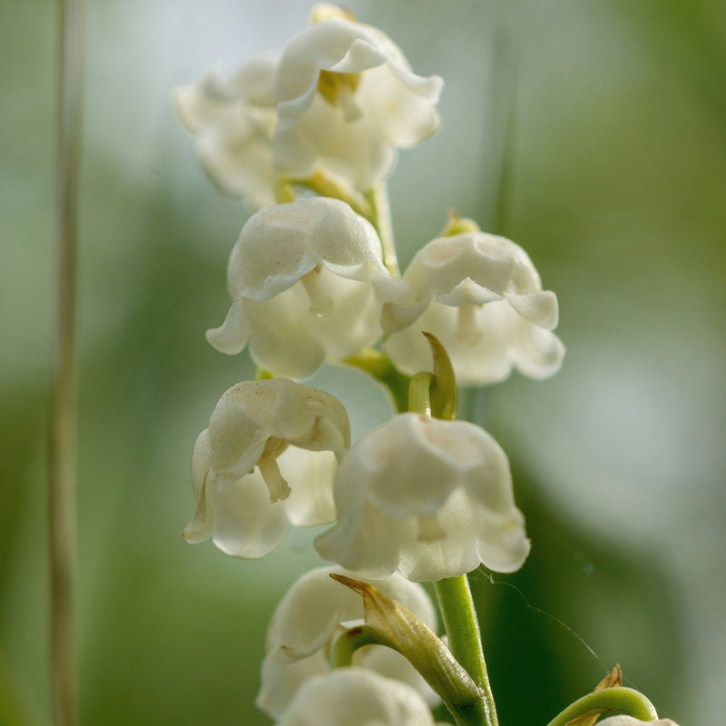 Bougie "Muguet"